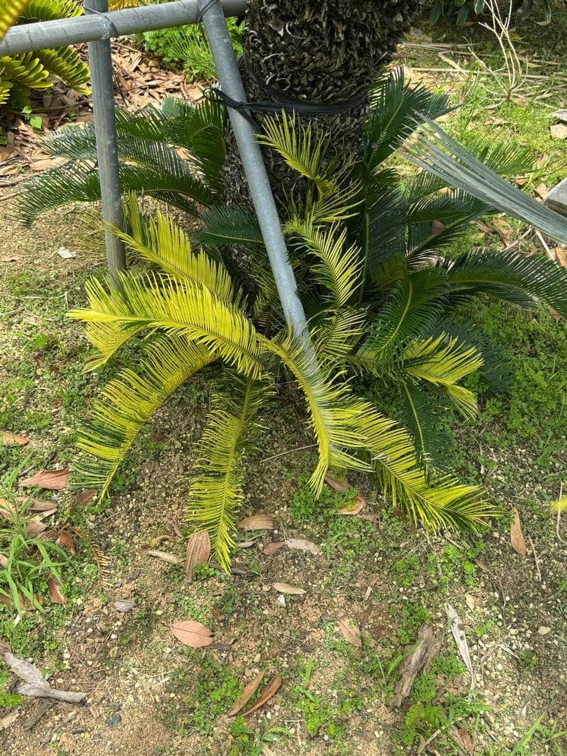 斑入り　ソテツ　蘇轍　12