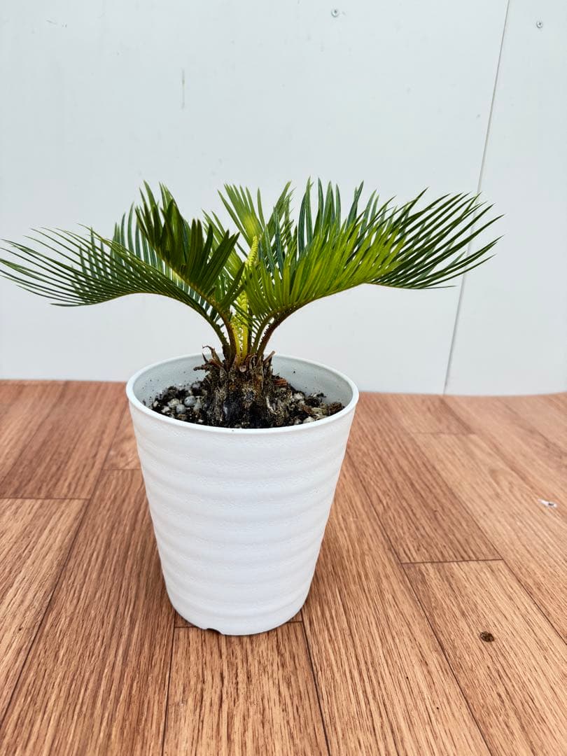 斑入り　ソテツ　蘇轍　12