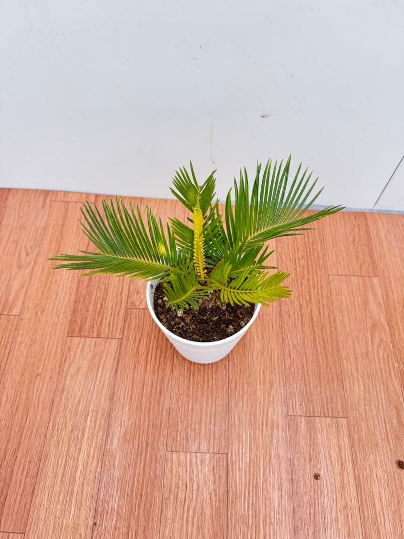 斑入り　ソテツ　蘇轍　12