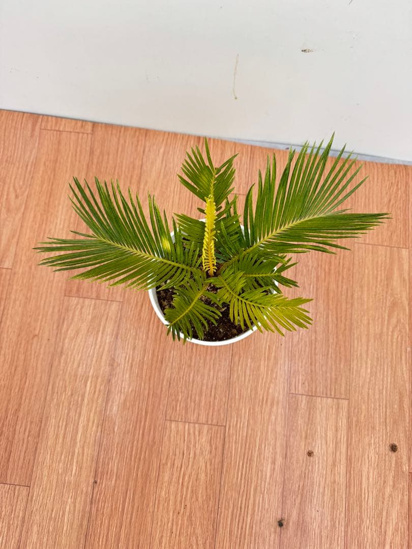 斑入り　ソテツ　蘇轍　12