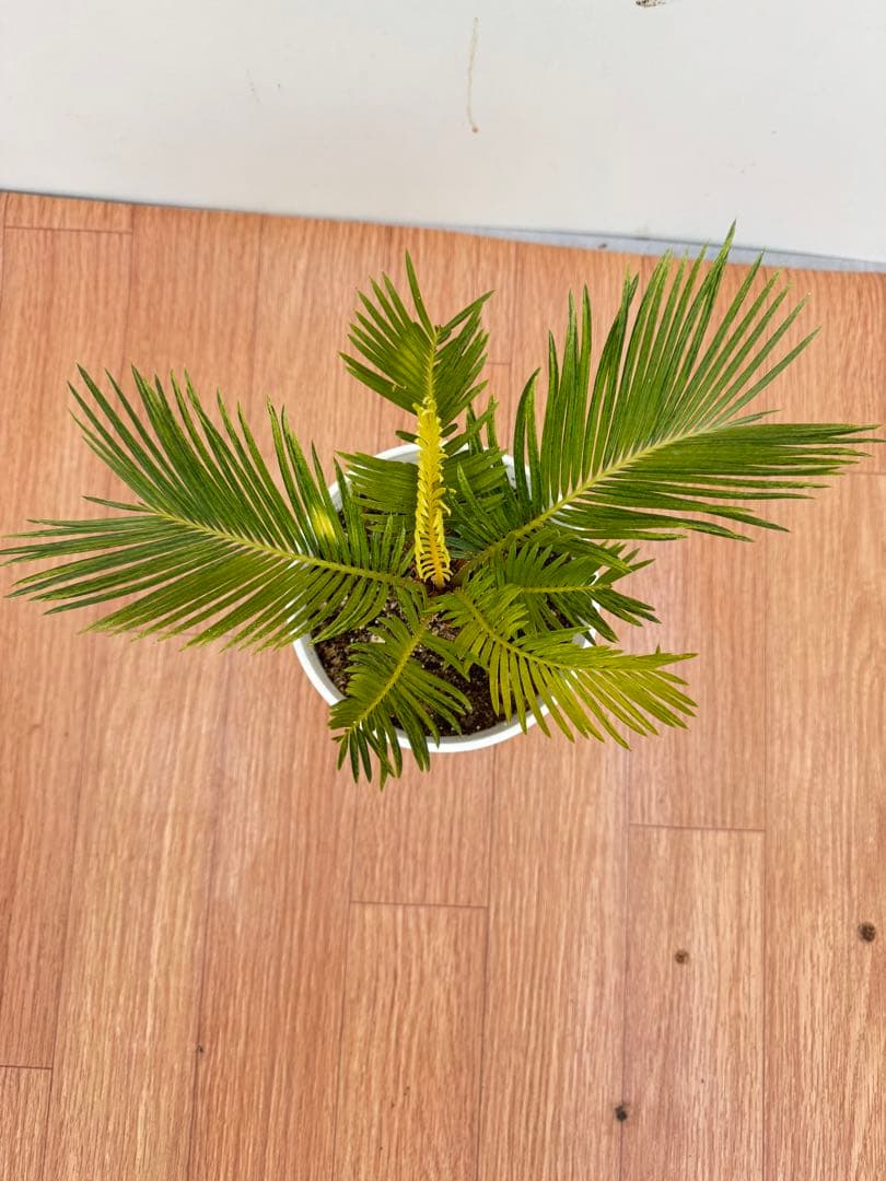 斑入り　ソテツ　蘇轍　12