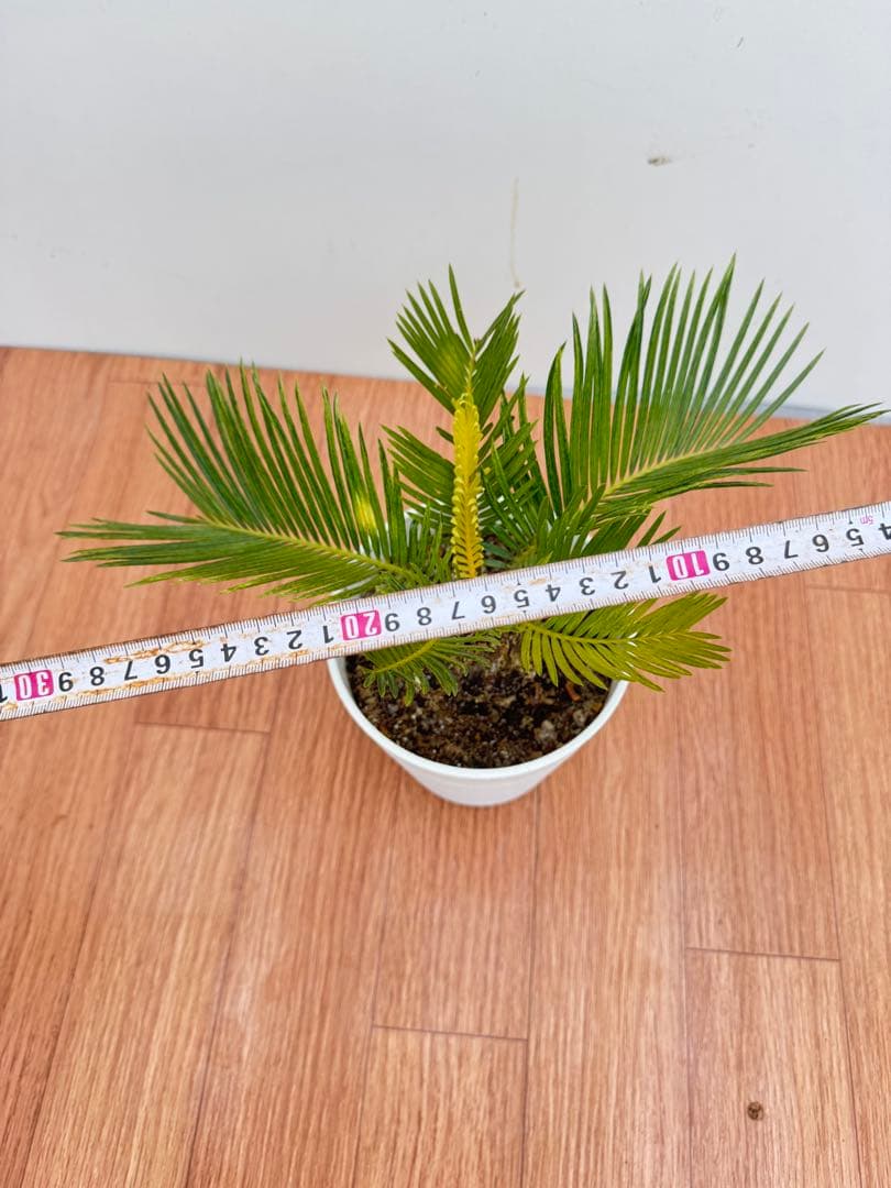 斑入り　ソテツ　蘇轍　12