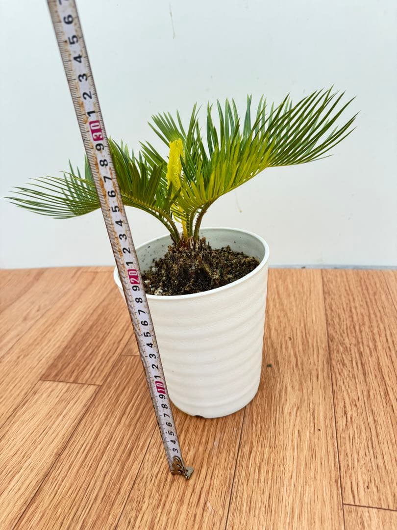 斑入り　ソテツ　蘇轍　12