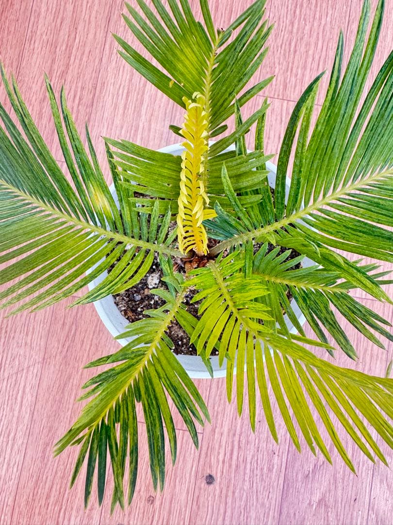 斑入り　ソテツ　蘇轍　12