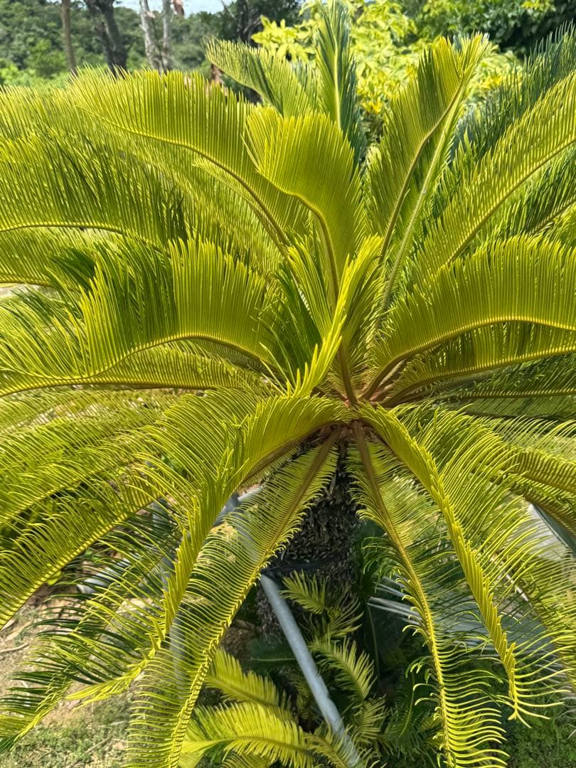 斑入り　ソテツ　蘇轍　12