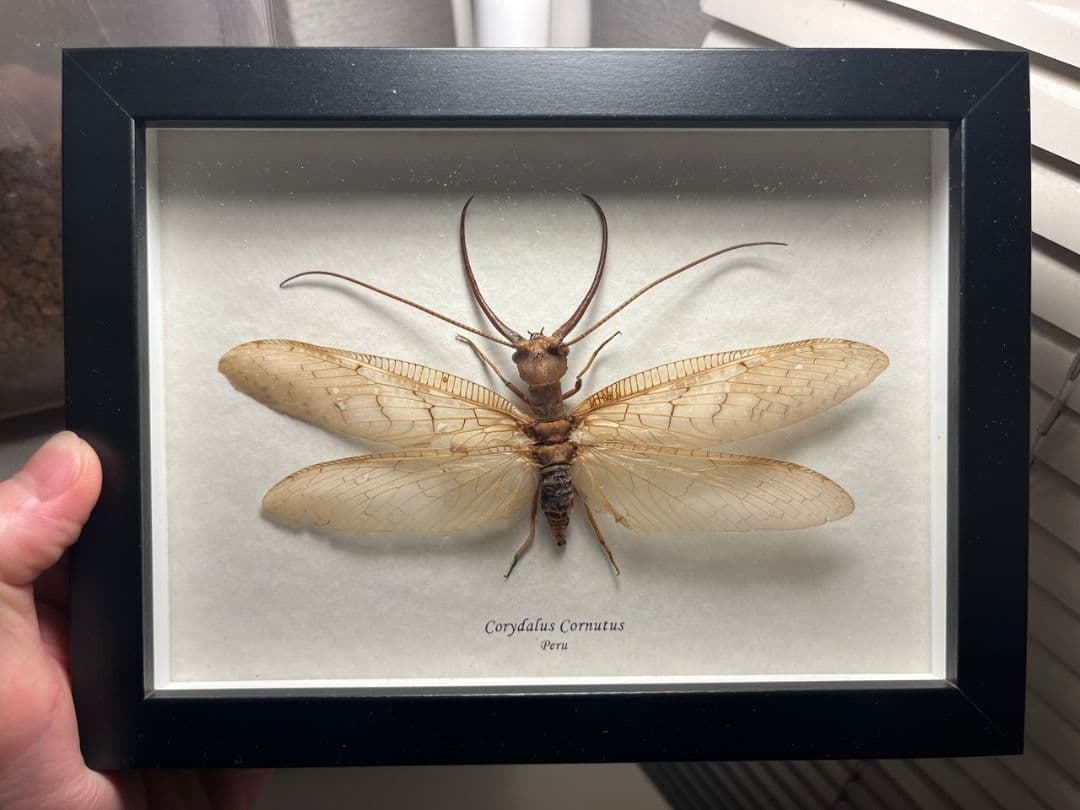 【顎特大】オオアゴヘビトンボ ペルー産 奇蟲 タランチュラ ムカデ 標本