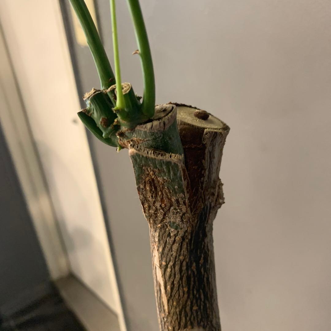 パキラ ミルキーウェイ 4