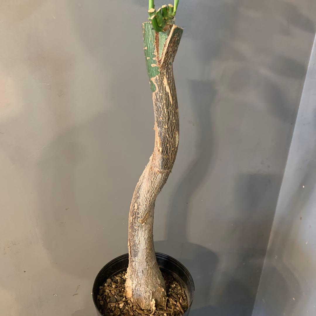 パキラ ミルキーウェイ 4