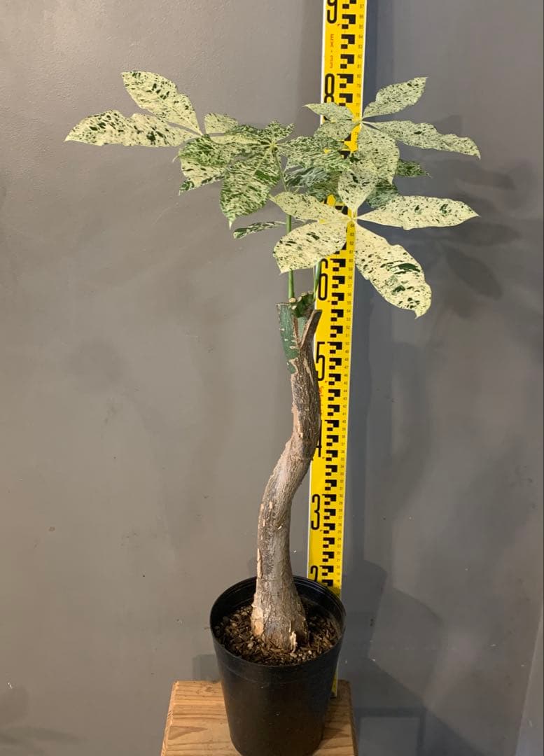 パキラ ミルキーウェイ 4