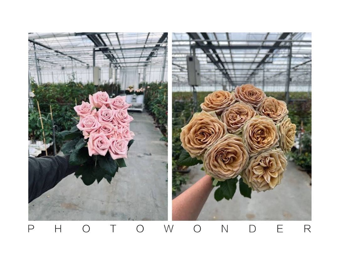 「Hi33」 切り花品種バラ苗　レアバラ 2点