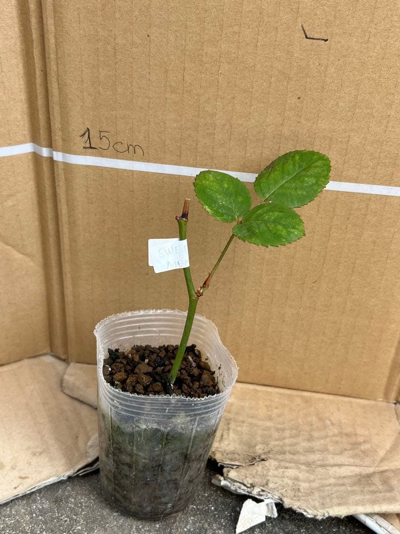 「Hi33」 切り花品種バラ苗　レアバラ 2点