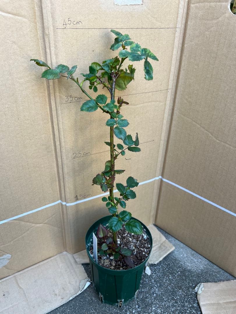 「Hi33」 切り花品種バラ苗　レアバラ 2点