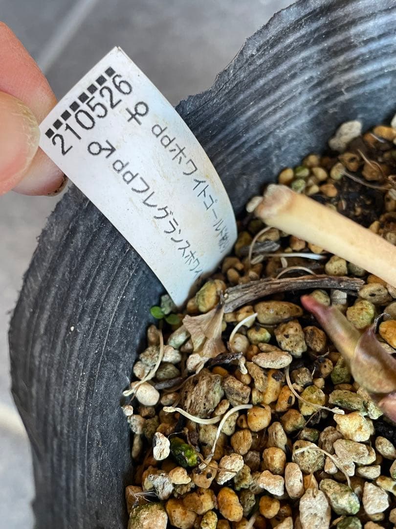 【花苗】加藤農園　クリスマスローズ