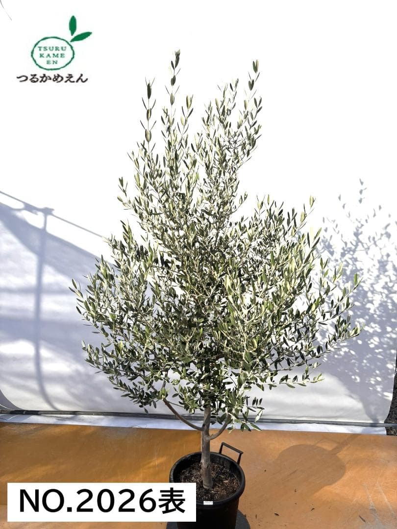 オリーブの木　コレッジョラ　約200cm　NO.2026　大型　現品掲載