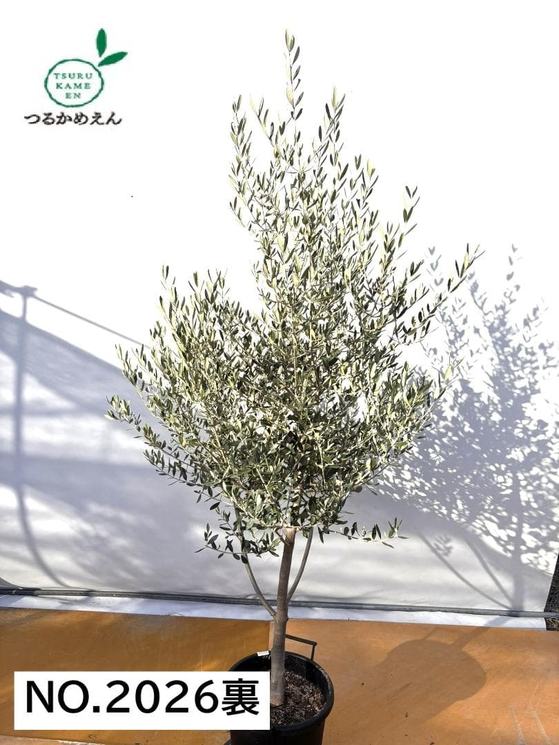 オリーブの木　コレッジョラ　約200cm　NO.2026　大型　現品掲載