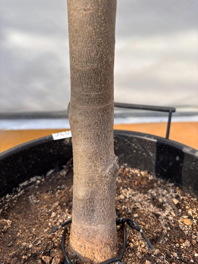 オリーブの木　コレッジョラ　約200cm　NO.2026　大型　現品掲載