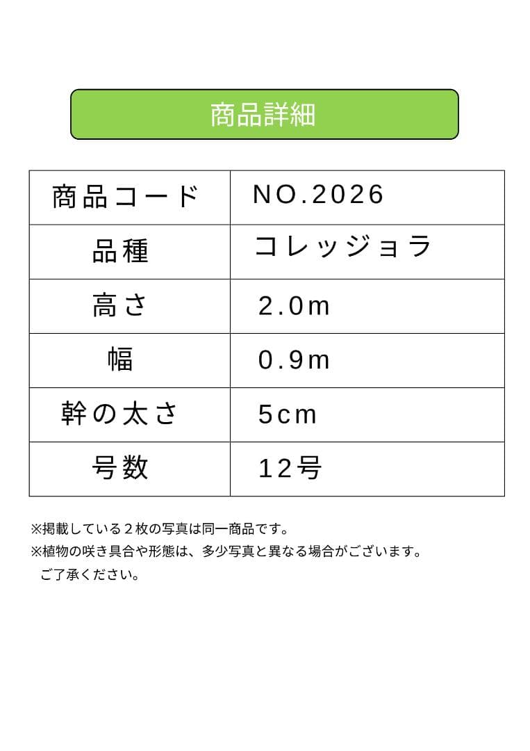 オリーブの木　コレッジョラ　約200cm　NO.2026　大型　現品掲載