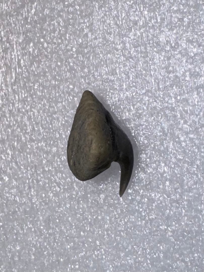 沖縄で拾ったサメ類の歯の化石（メガマウス）。