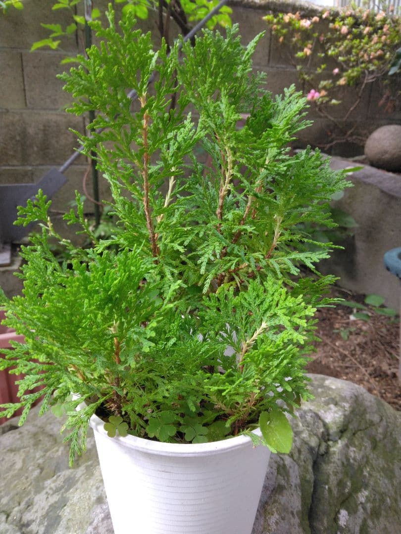 新品　コニファー　土の上から20センチ位　外で育てられます