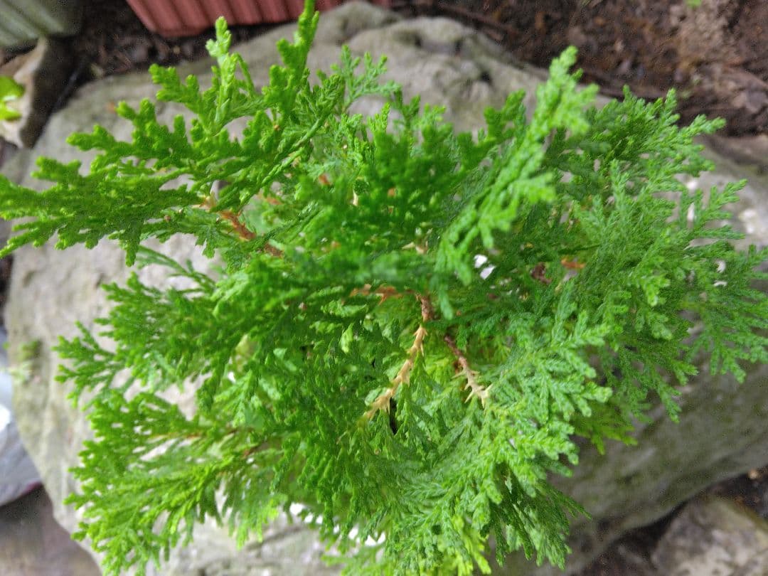 新品　コニファー　土の上から20センチ位　外で育てられます