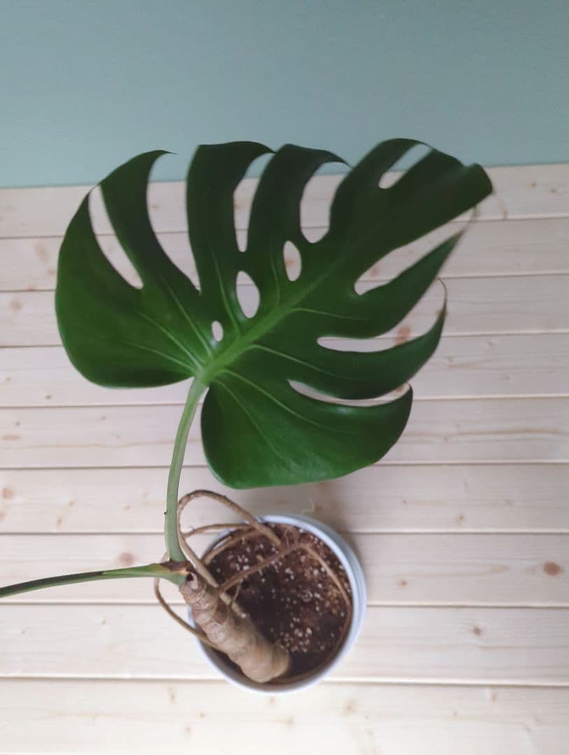 モンステラ《現品》デリシオーサ ６号 根上り 癒し
