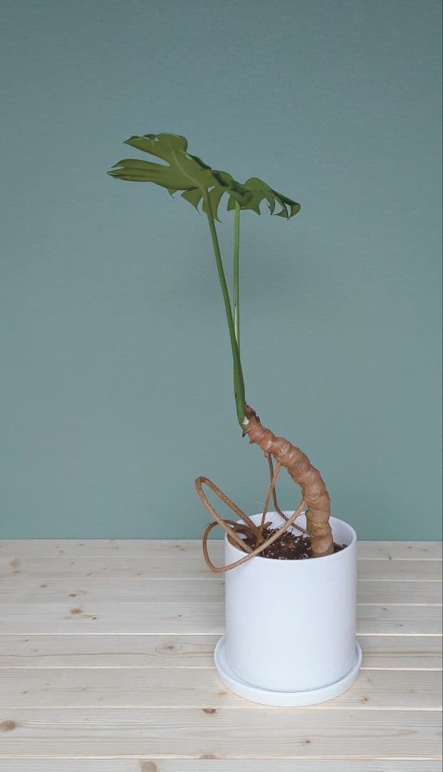 モンステラ《現品》デリシオーサ ６号 根上り 癒し