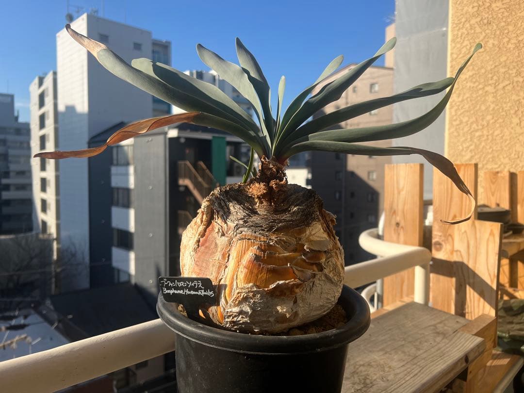 Boophane/mathis 塊根植物