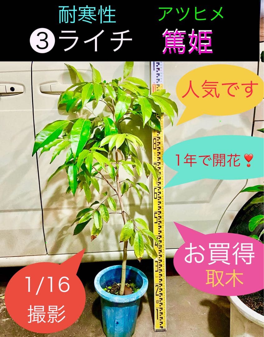 耐寒性ライチ ❸篤姫　アツヒメ