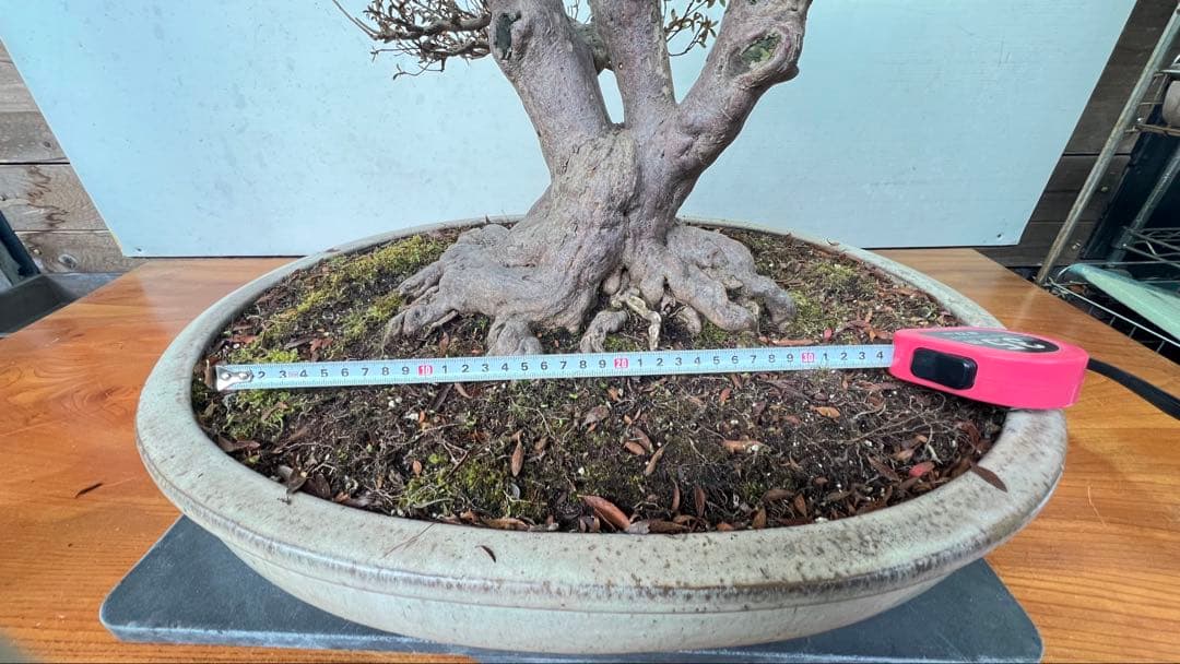 皐月盆栽　金菜(花保証) 高さ約62センチ