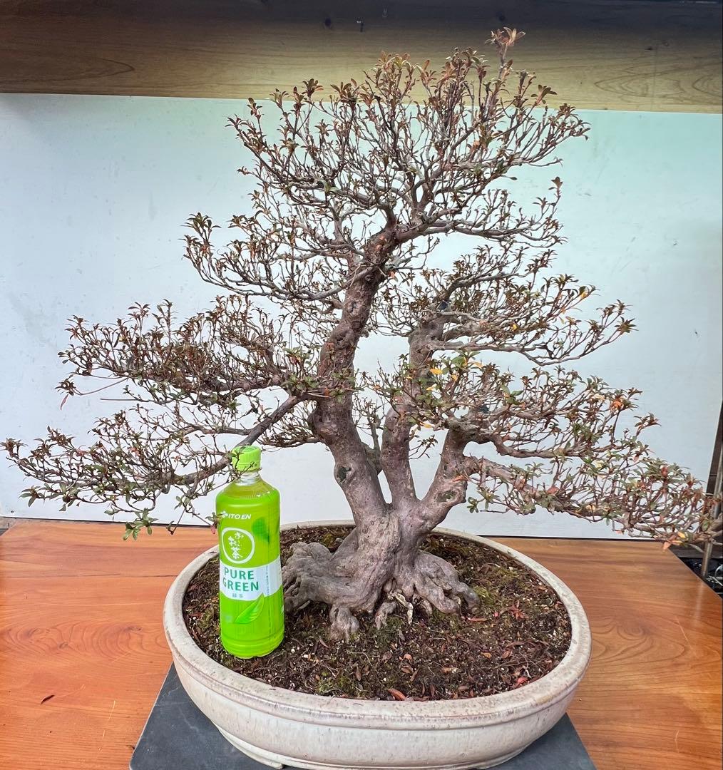 皐月盆栽　金菜(花保証) 高さ約62センチ