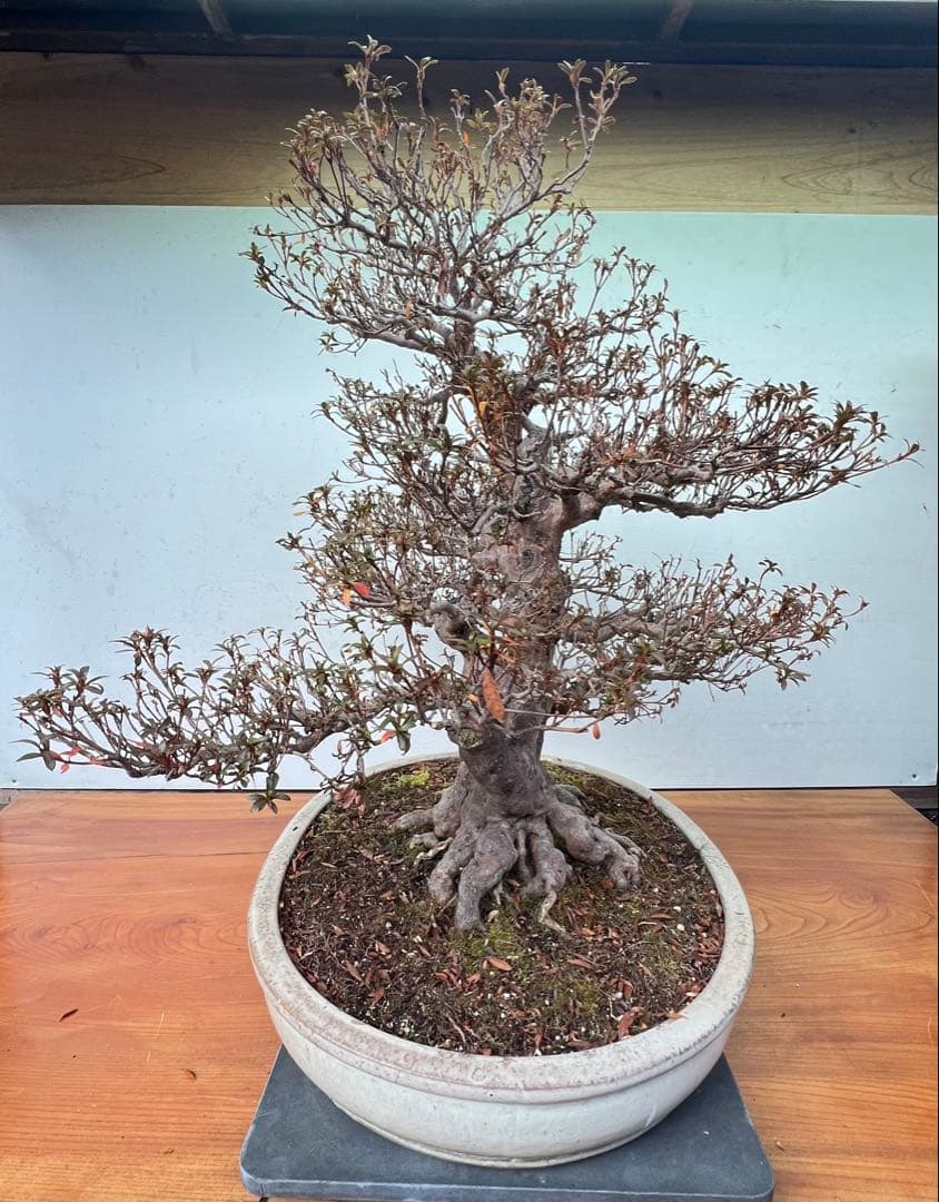 皐月盆栽　金菜(花保証) 高さ約62センチ