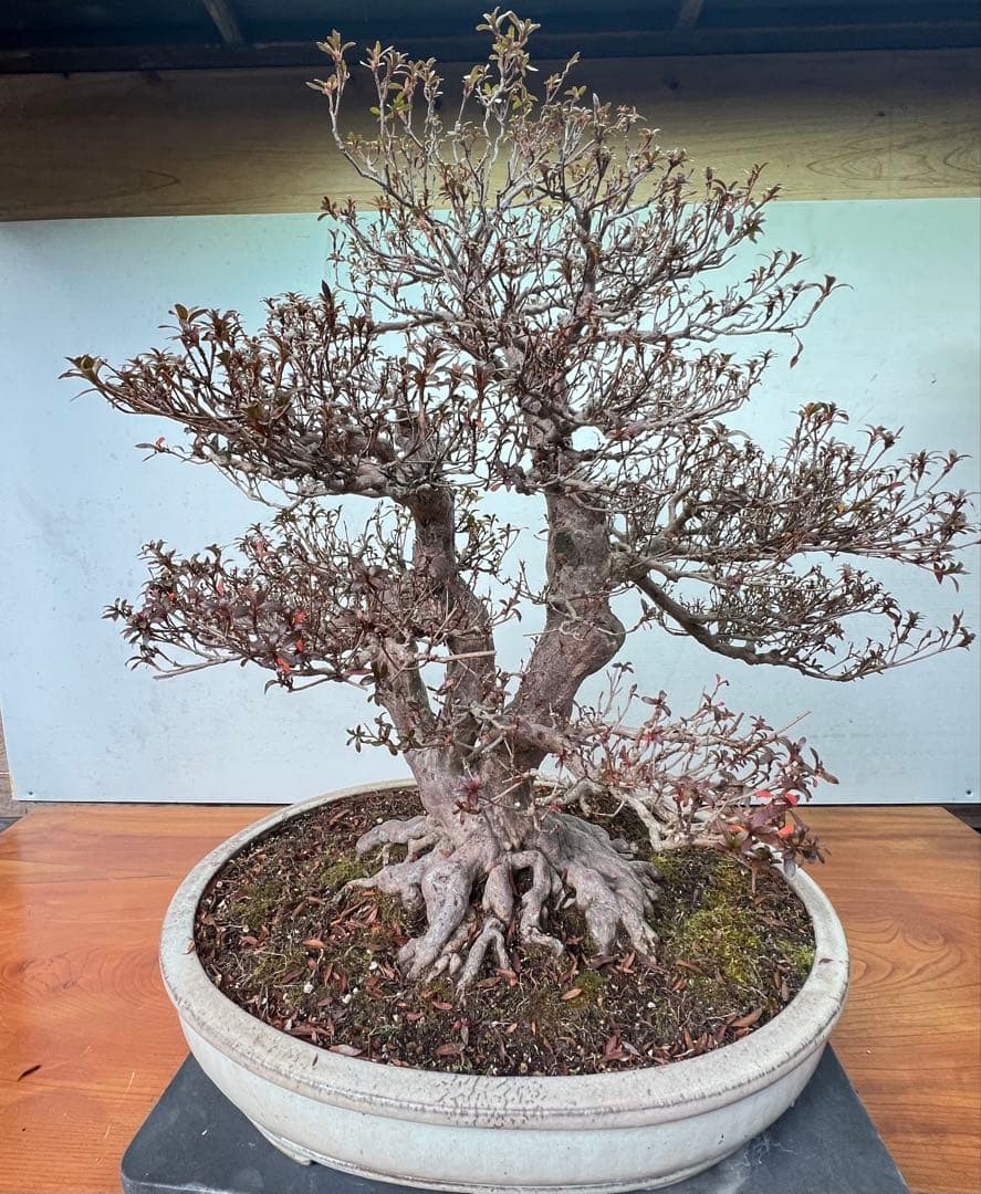 皐月盆栽　金菜(花保証) 高さ約62センチ