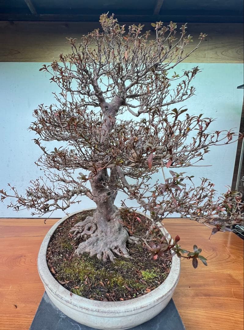 皐月盆栽　金菜(花保証) 高さ約62センチ