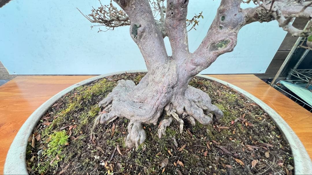 皐月盆栽　金菜(花保証) 高さ約62センチ