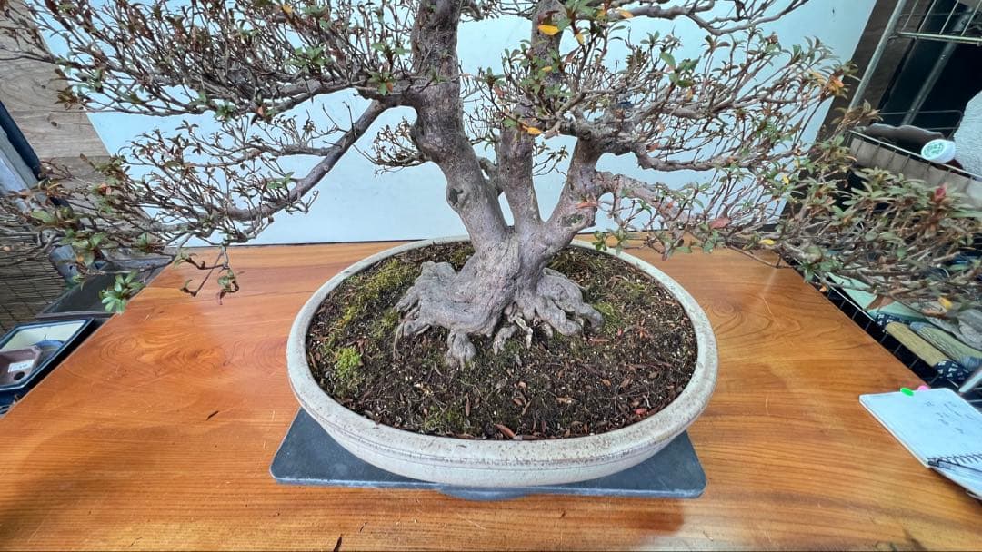 皐月盆栽　金菜(花保証) 高さ約62センチ