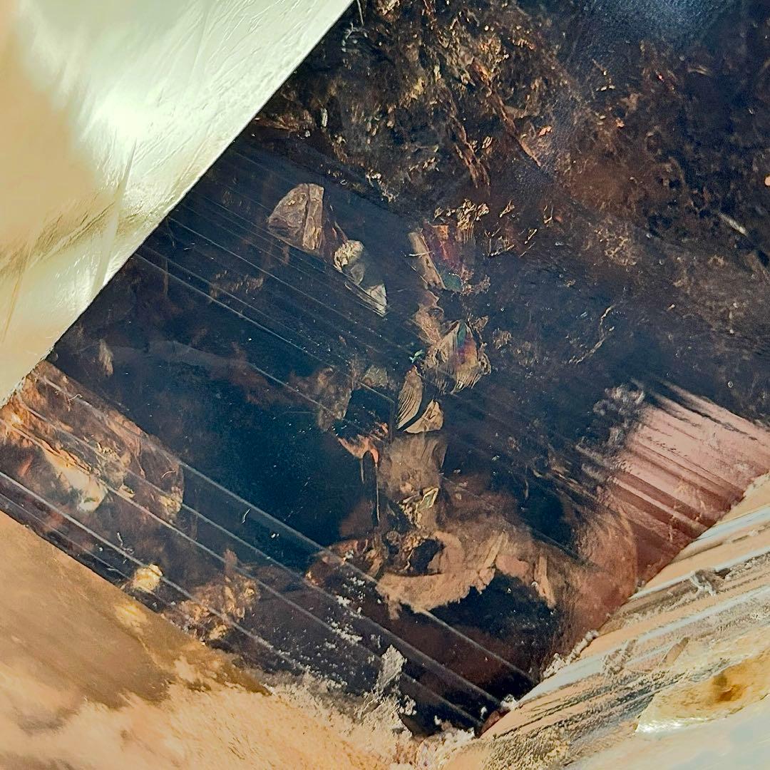 【特大・超希少】 スモーキーガーデンレムリアンシード