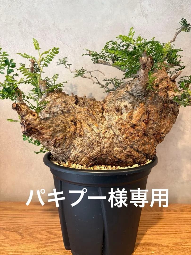 【パキプー】オペルクリカリア　パキプス　発根済み　みやび鉢