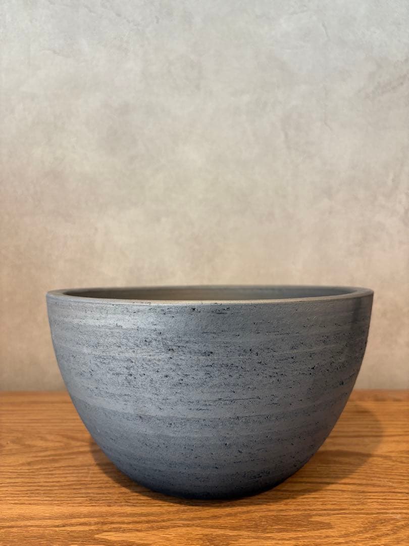 【パキプー】オペルクリカリア　パキプス　発根済み　みやび鉢