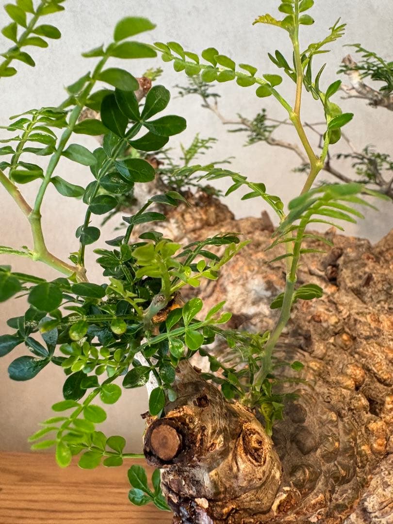 【パキプー】オペルクリカリア　パキプス　発根済み　みやび鉢