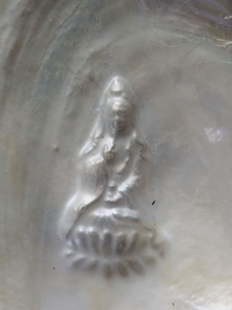 仏像真珠／淡水パール母貝 no.105