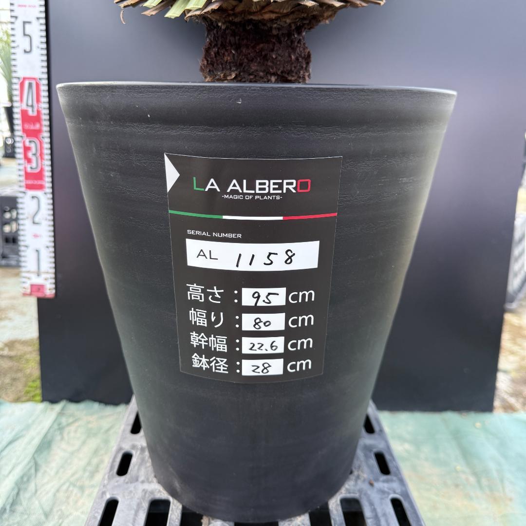 【AL1158】ユッカ　ロストラータ 強シルバーブルー　超美形　感動個体