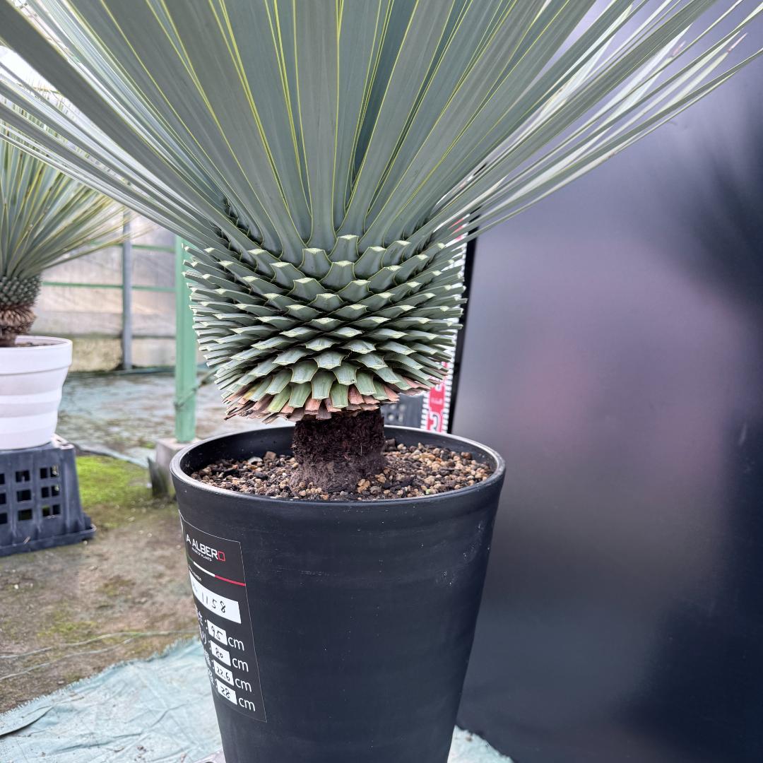 【AL1158】ユッカ　ロストラータ 強シルバーブルー　超美形　感動個体