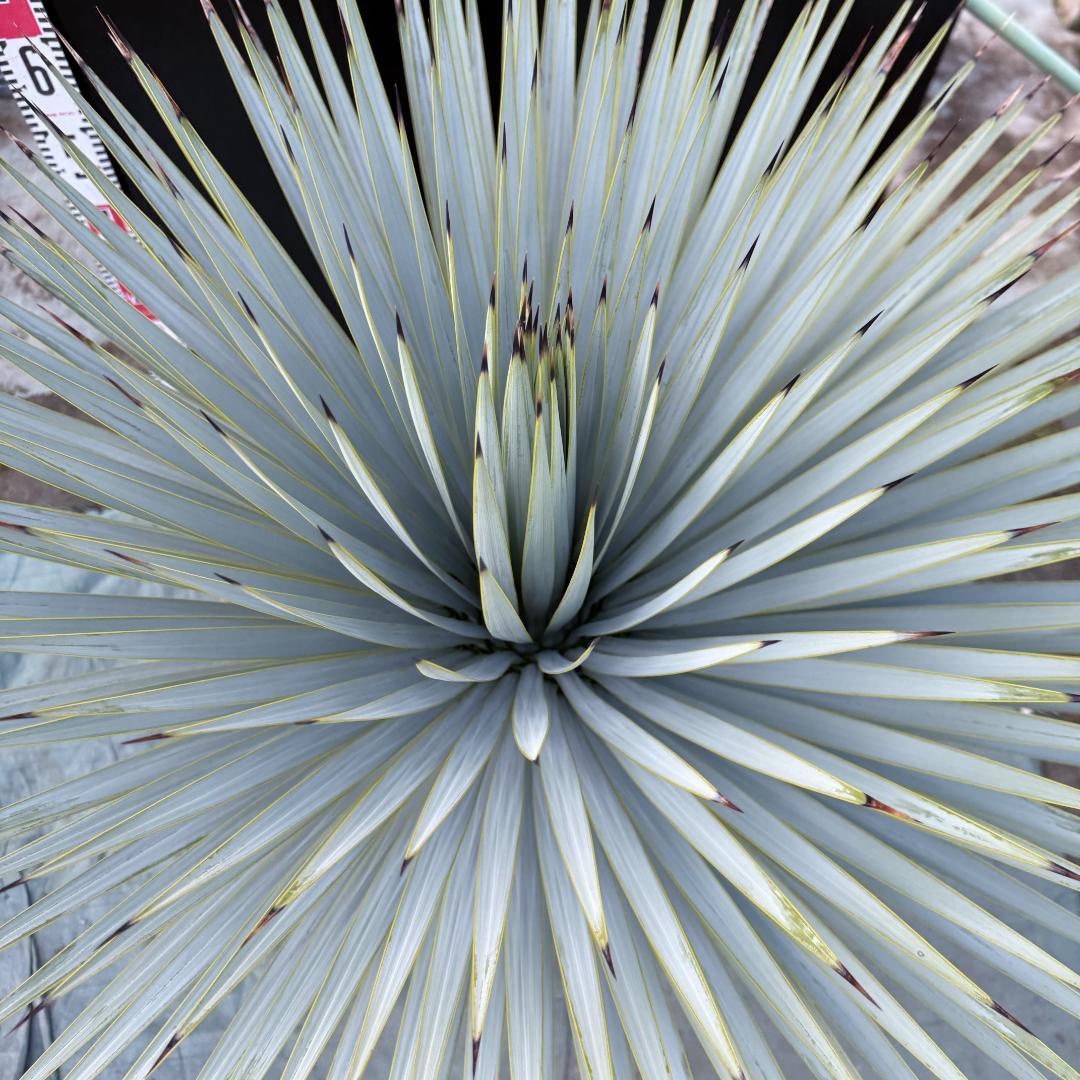 【AL1158】ユッカ　ロストラータ 強シルバーブルー　超美形　感動個体