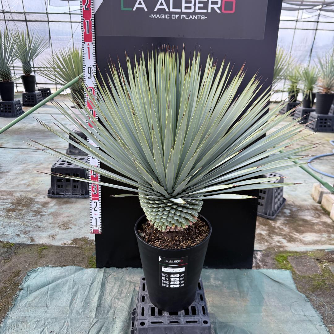 【AL1158】ユッカ　ロストラータ 強シルバーブルー　超美形　感動個体