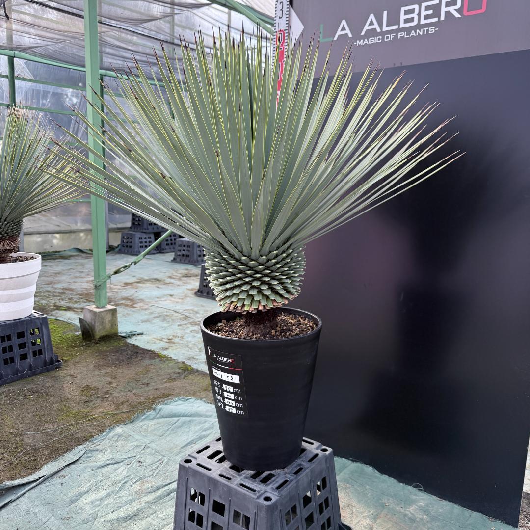 【AL1158】ユッカ　ロストラータ 強シルバーブルー　超美形　感動個体