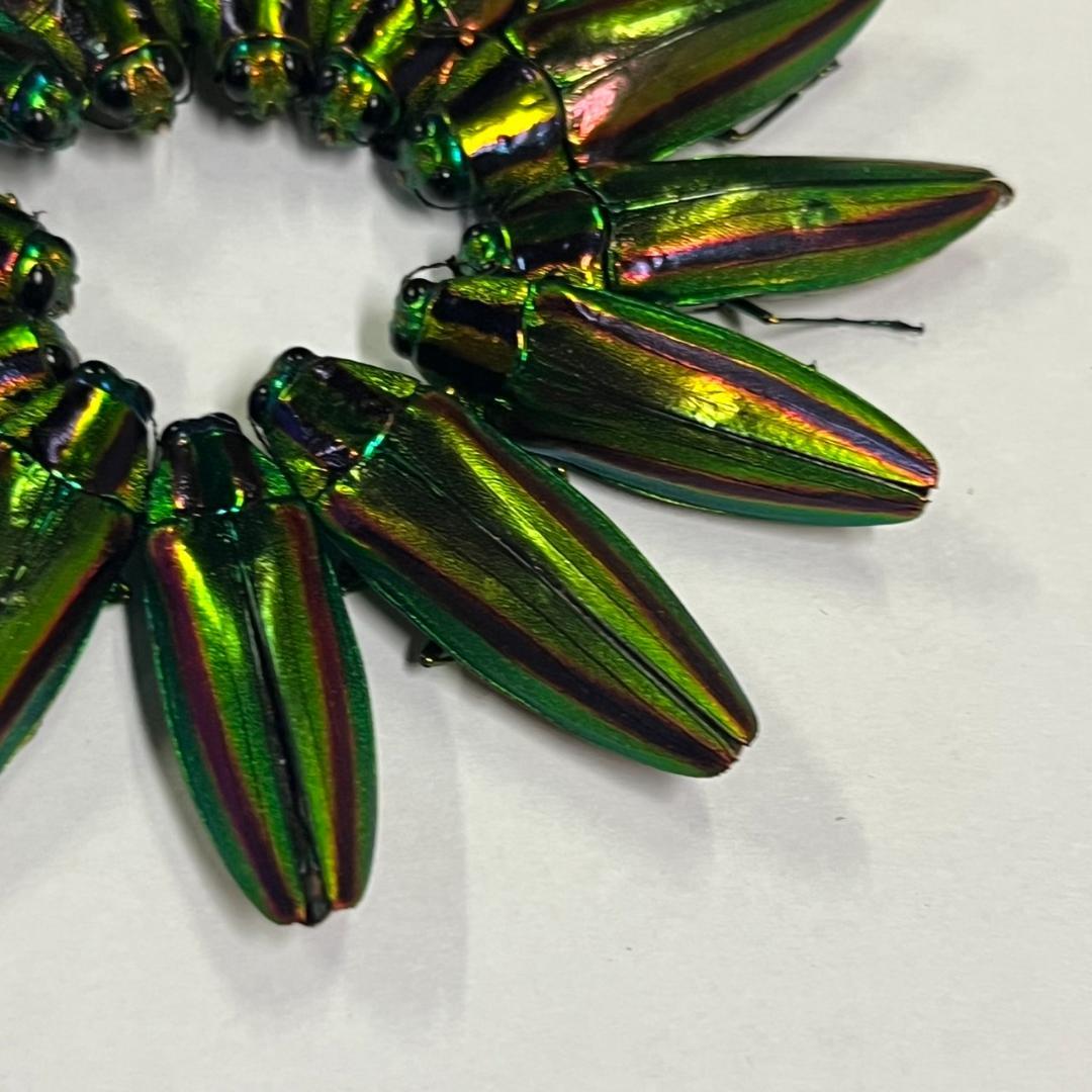 千葉県産　ヤマトタマムシ　４㎝以上11頭　上翅82枚　標本用　装飾用