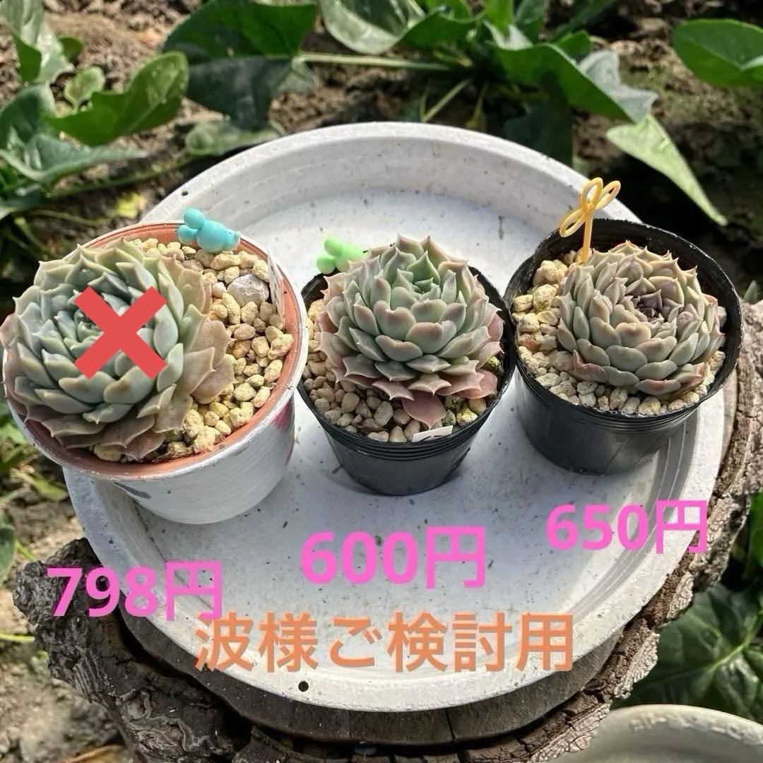 多肉植物　ハートチョイス　抜き苗
