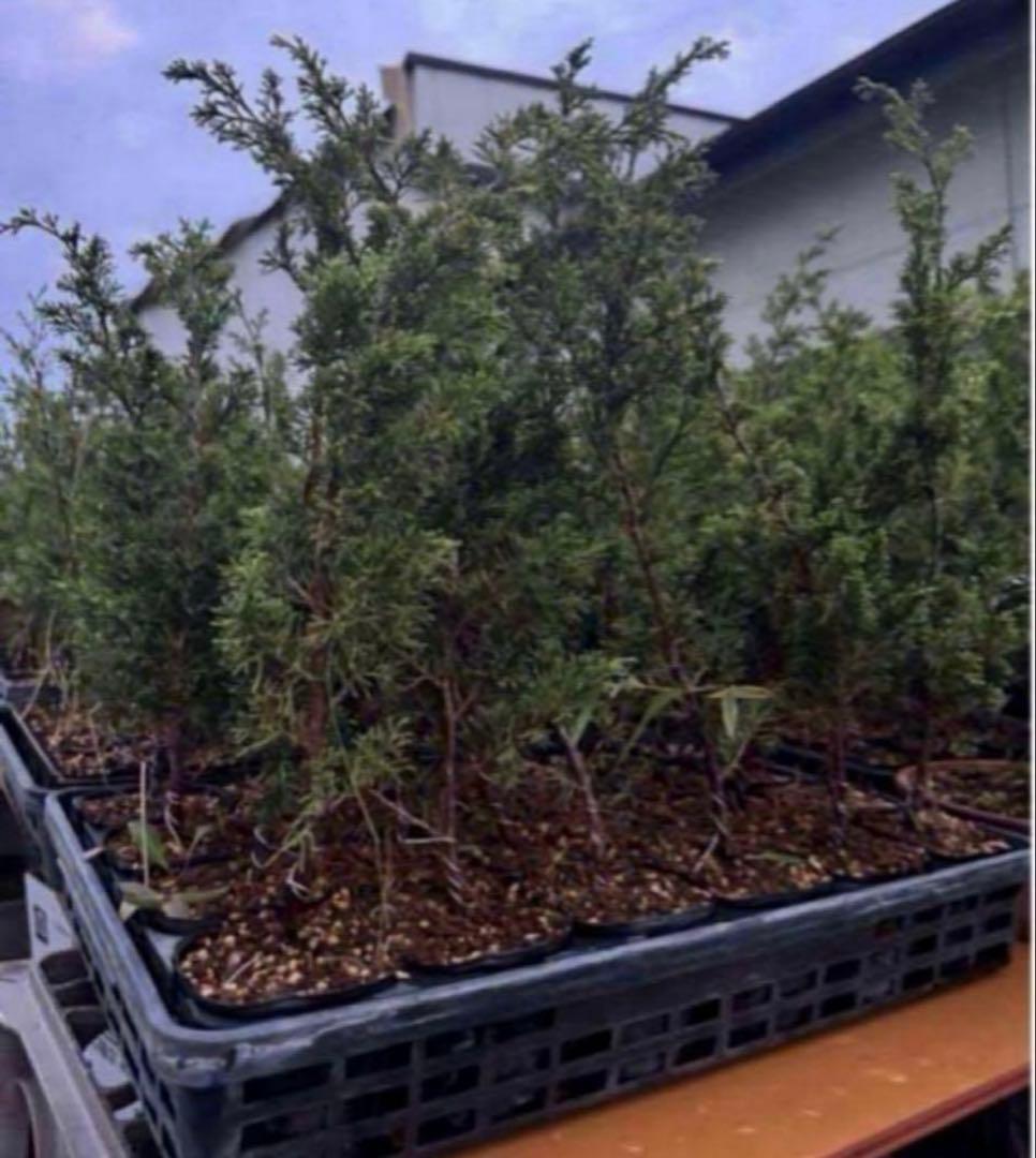 糸魚川真柏　１０本のみ　樹高　約30~45cm 苗　苗木　小品盆栽　種　盆栽素材