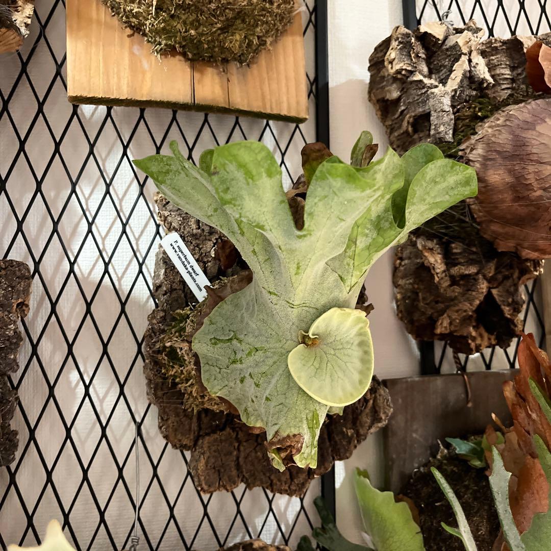 vandakaplants スパーバムドワーフ