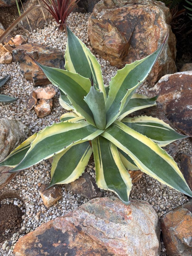 オルカ　中株　45㎝　即戦力　アガベ　オバティフォリアオルカ　値下げしました！